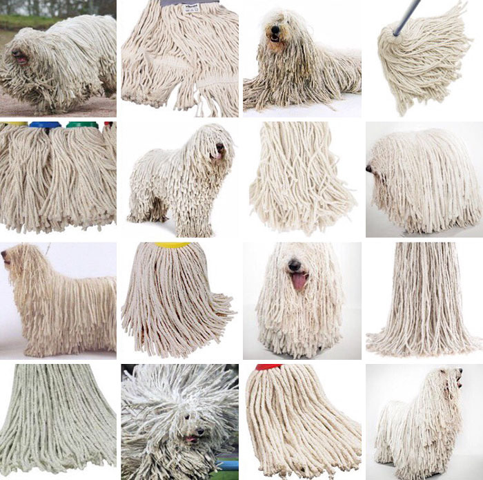 Sheepdog or mop?